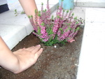 DSC02772.JPG
